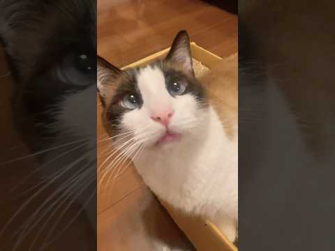 何もしない、ひゃっは〜〜！！の猫最高 #shorts #スノーシュー猫