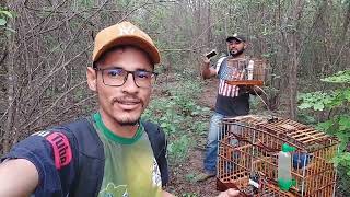 INCRIVEL ESSA ENTREGA , campeada de Azulao!!! azulão Motor , (Pegada livre)