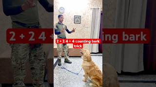#goldenretriever 2 + 2 4 + 4 #counting #barking #dogshorts #training #gymdog #gorillapress #dogs