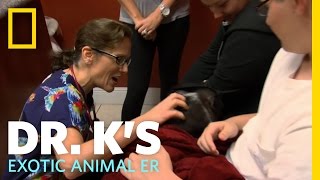 Dr. K's Exotic Animal ER: Meet Dr. K