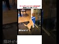 ゴールデンレトリバーあるあるが想像以上に癒しだったwwwww
