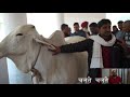 सबसे सुंदर थारपारकर गाय की कितनी बोली लगी  ?   CCBF Suratgarh