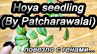 : Hoya seedling (By Patcharawalai)-  ...