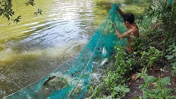 Thật bất ngờ với ao cá này | Bông lúa Miền Tây