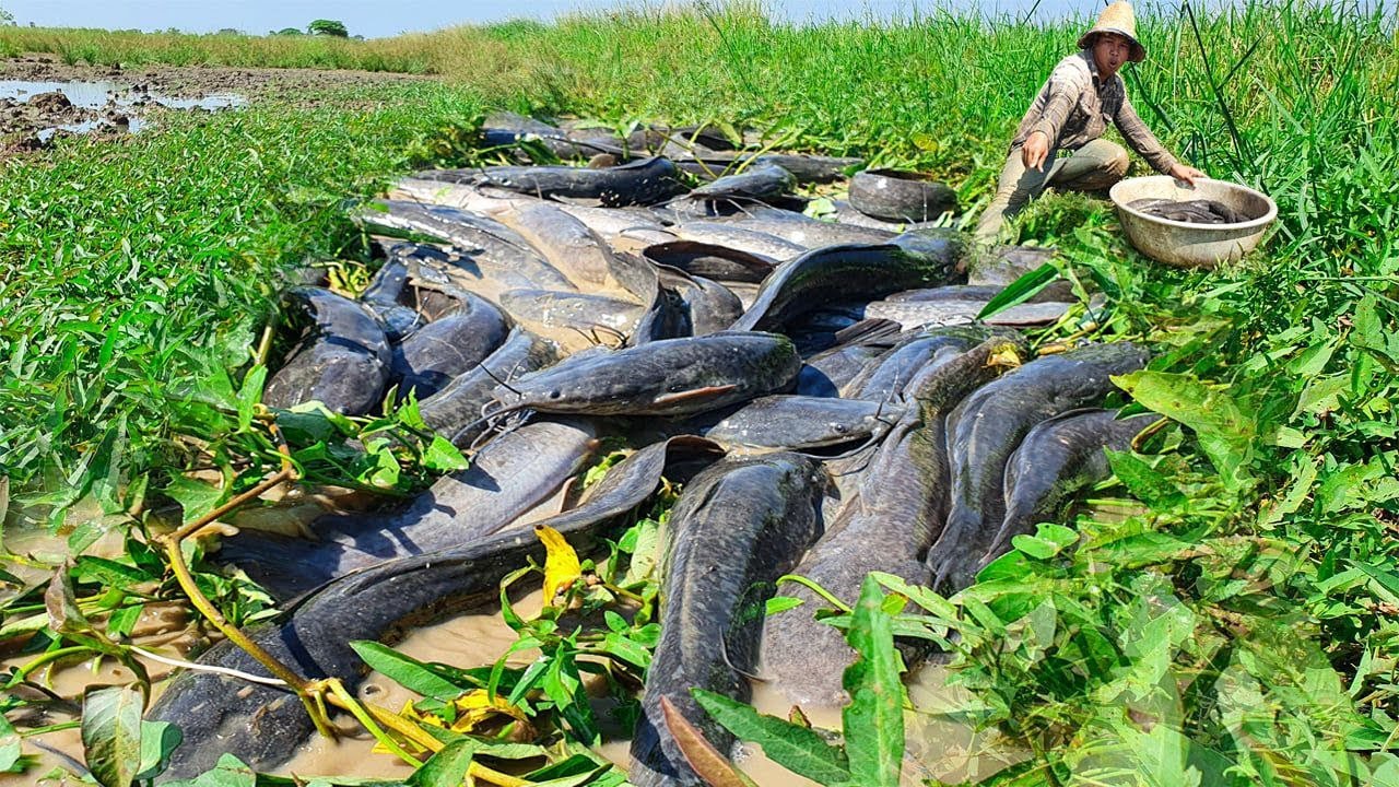 Amazing Under Grass Fishing - Unique Fishing By Traditional Boy - Catching Catfish & Copper
