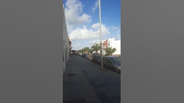 Palm trees 🌴 in Canary Islands #shorts