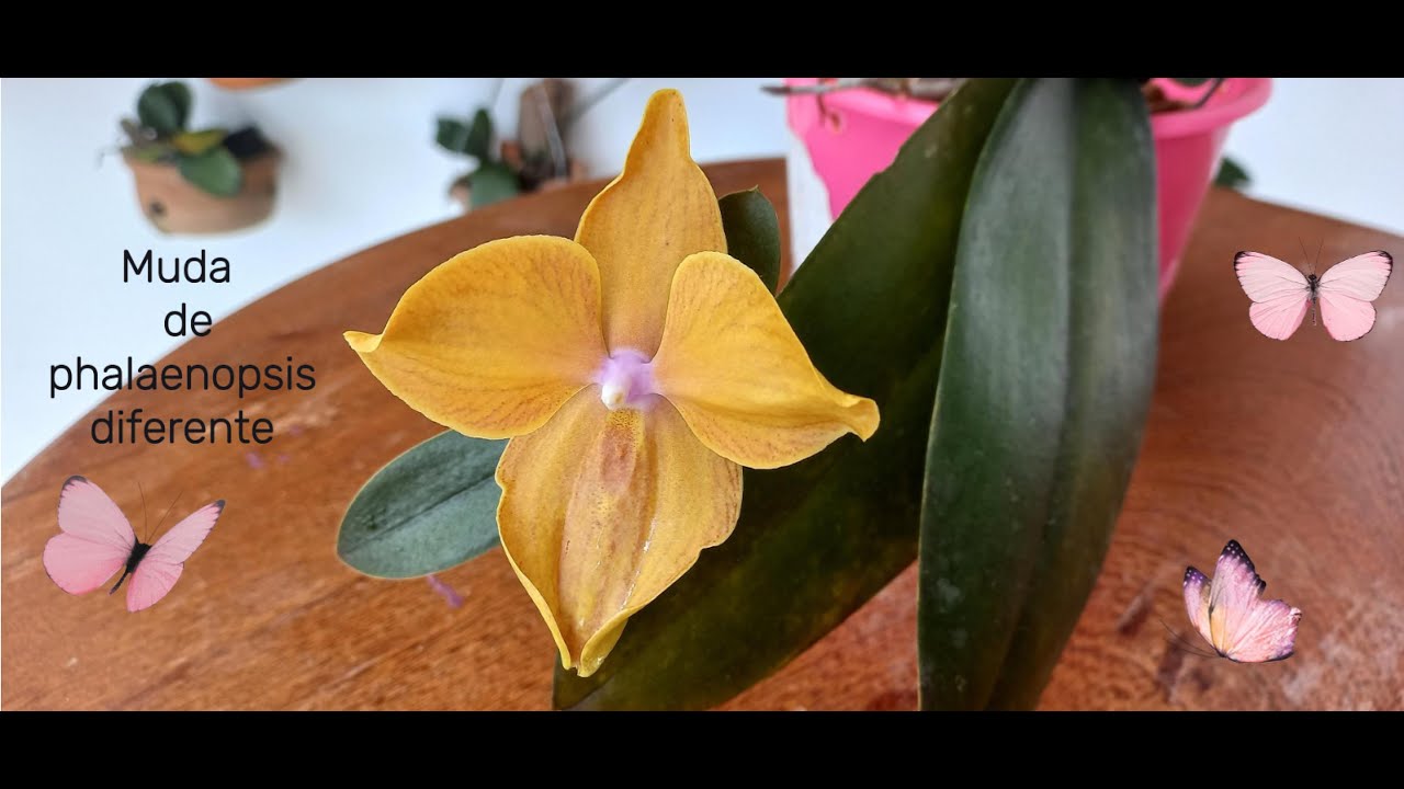 Muda de orquídea phalaenopsis amarela diferente.