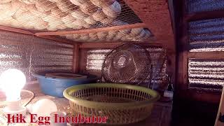 Incubator with One week new hatch ducks Eggs(Itik)