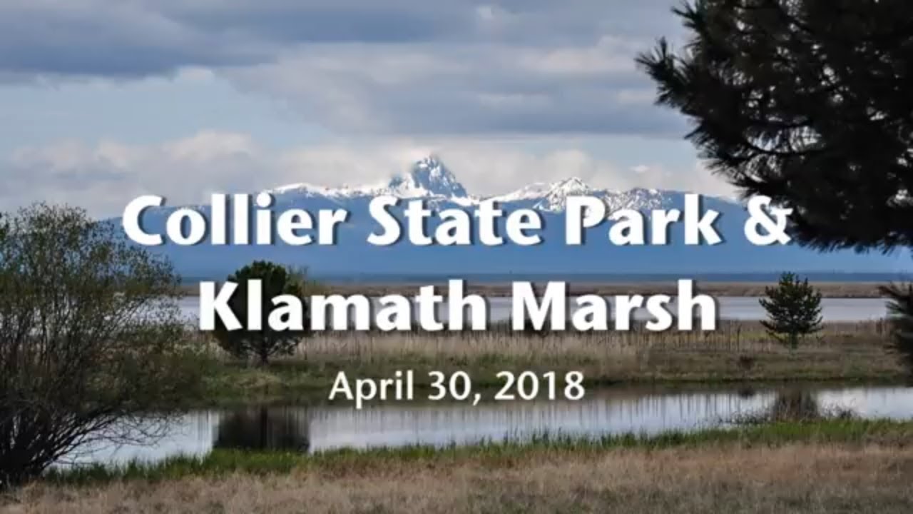 Logging Museum & Turkey Vulture Rescue