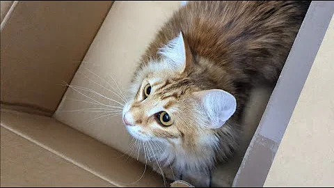 Watch the video about Norwegian Forest Kitten, Gatekeeper and Guardian of Toto Box | Cat in Box is Boxed Cat