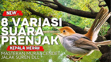 8 Variasai Suara Prenjak Kepala Merah | Masteran Prenjak Untuk Murai, Cendet, Jalak Suren, Cucak Ijo