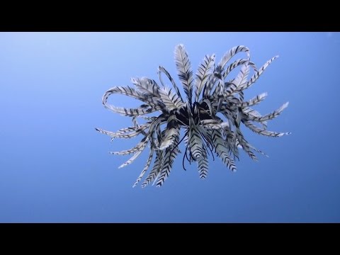 Momento raro, la estrella de la pluma es atrapada nadando