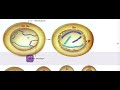 #mitosis #prophase #metaphase #anaphase #telophase #karyokinesis#nucleokinisis #cytokinesis #divisi