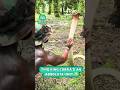 Fearless Man Faces Deadly Snake Without Flinching! 🐍😱
