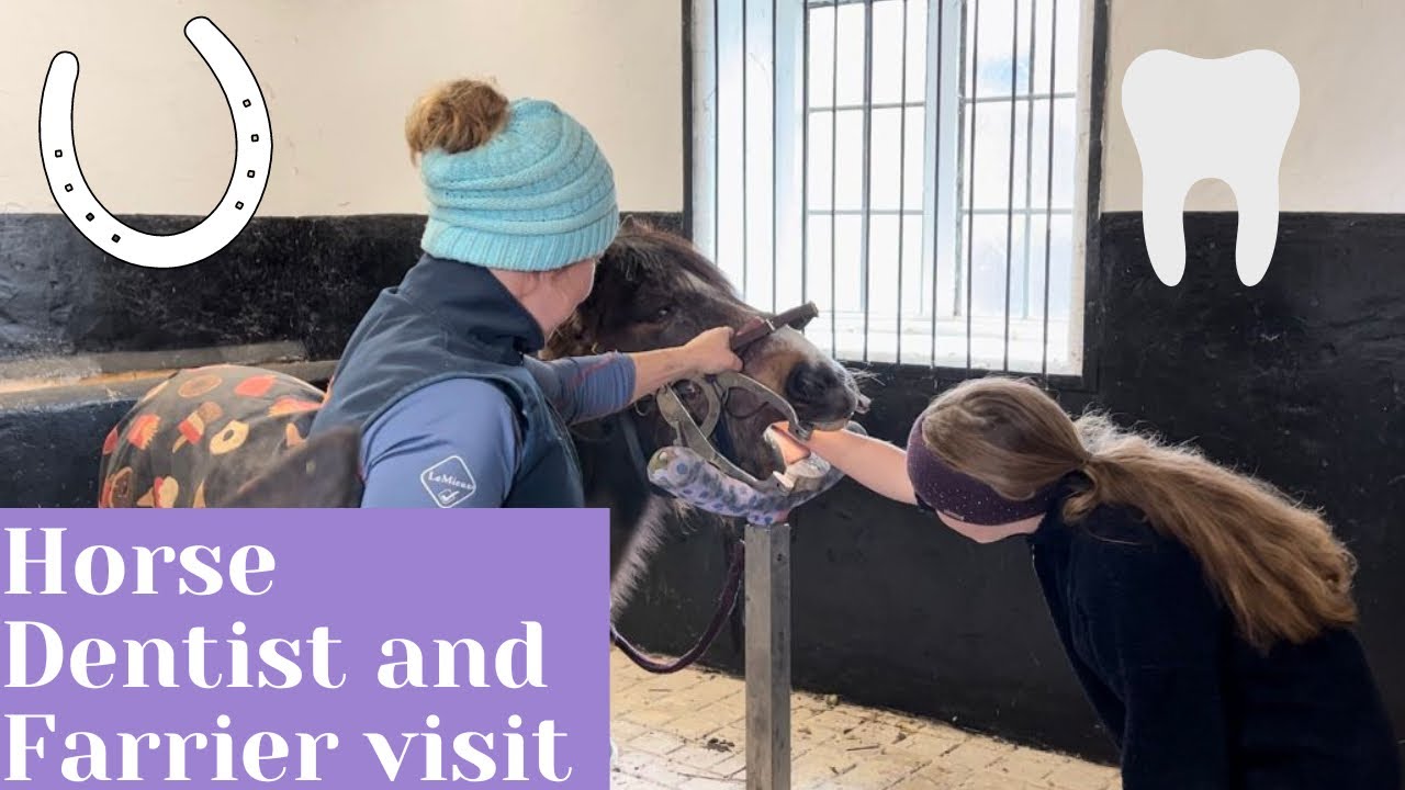 Horse Dentist and Farrier visit YouTube