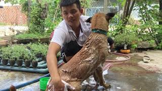 How to bathe a mischievous big dog