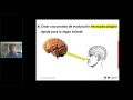 Screening neuropsicológico en la infancia: NEUROKID