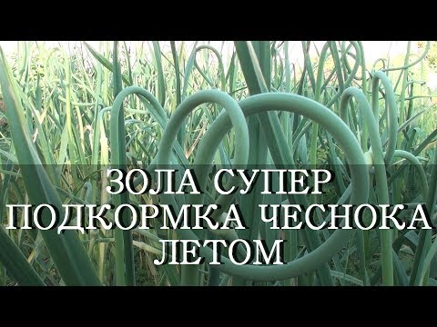 Видео: ЗОЛА  - СУПЕР ПОДКОРМКА ДЛЯ ЧЕСНОКА ЛЕТОМ