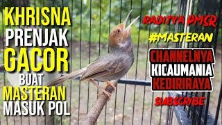 Prenjak Gacor Betina | Prenjak Betina Gacor cocok buat Masteran dan pikat