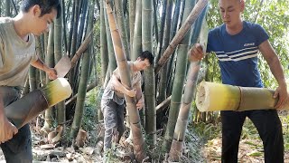 Fantastic Machete Man Cutting Fresh Bamboo Shoot From Bamboo Farm