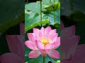 beautious bloom