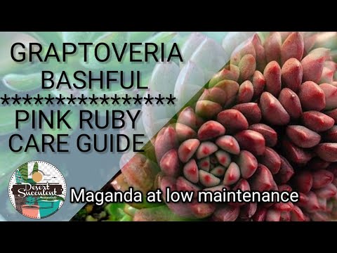 Video: What Is A Bashful Graptoveria: Bashful Succulent Care and Growing Requirements