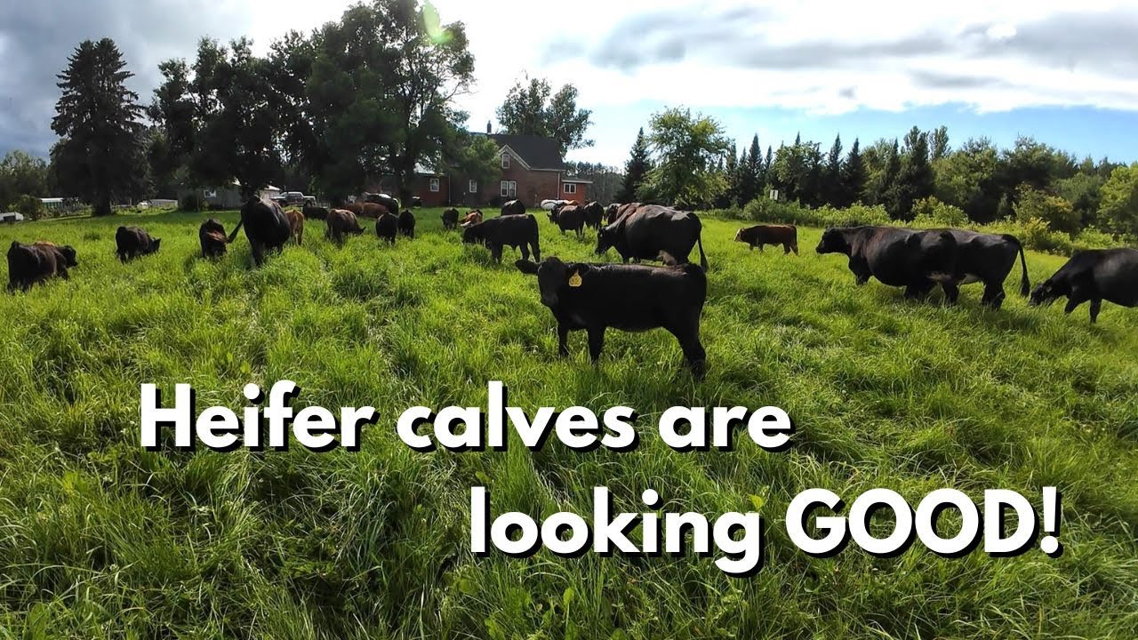 Racing the RAIN to bale hay and FACTOR heifer calves are looking GOOD ...