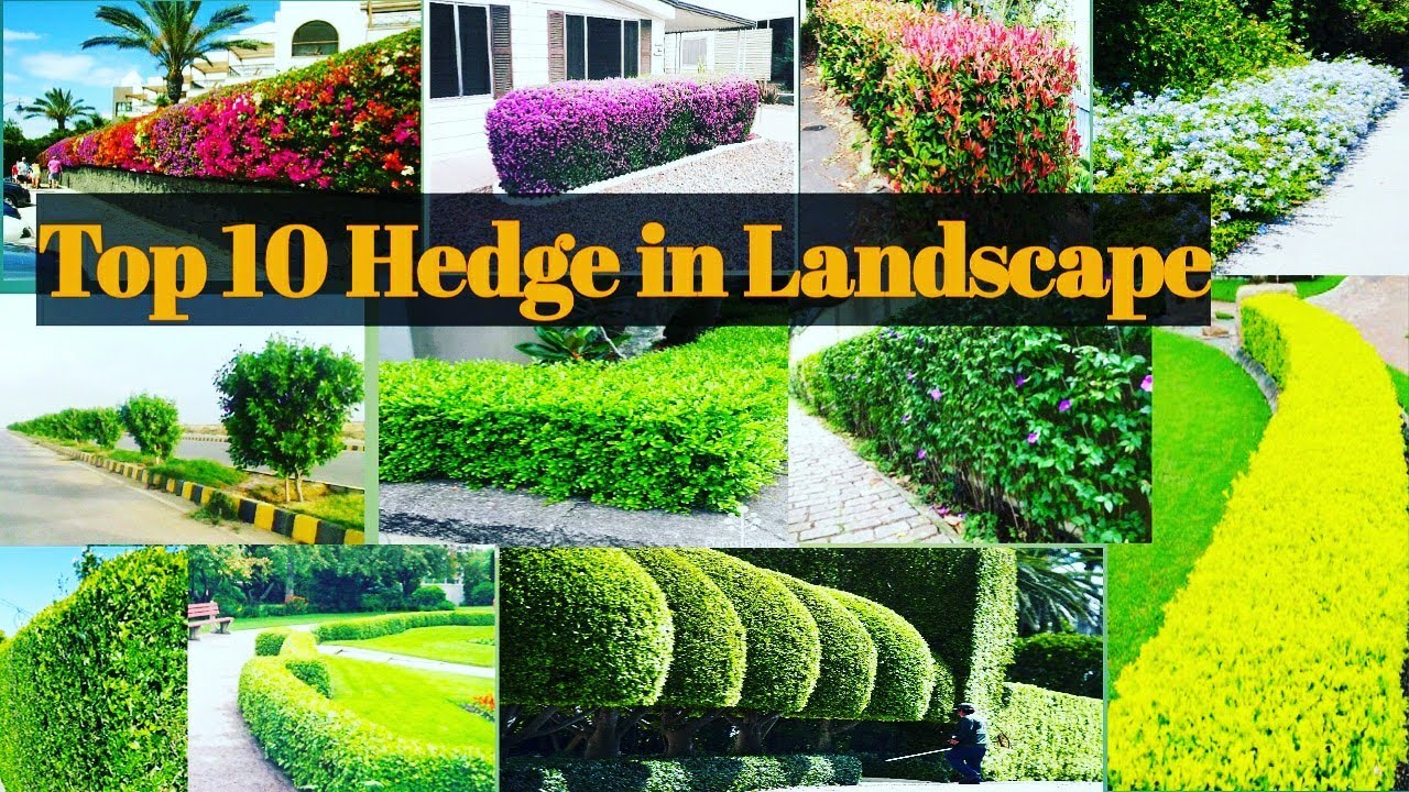 Top 10 Hedge Used In Landscaping In India Hedge Plants For Landscape 