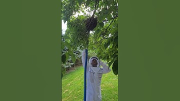 Using a bee vacuum to capture a swarm