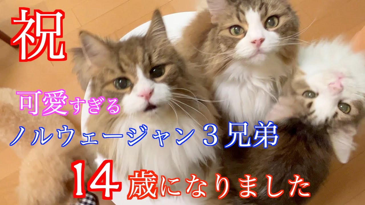 Happy 14th Birthday to the Cutest Trio Ever! (Lol) Norwegian