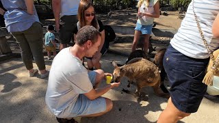 (4k) Morning visit walk. Featherdale Sydney Wildlife Park | January 2023 | NSW, Australia.