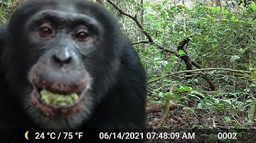 Chimps enjoy the equivalent of two drinks per day in ripe fruit, says UC Berkeley researcher