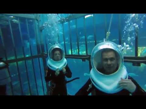 DUBAI shark dive