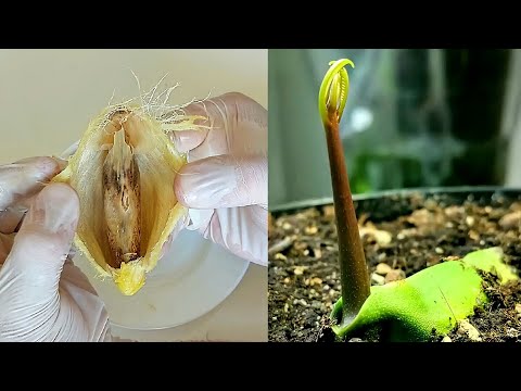 Video: Si të rritet një mango nga një farë në shtëpi?