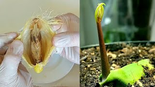 How to Grow a Mango Tree from Seed