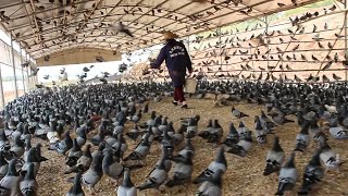 Millions of Pigeons Farming For Meat in China   Pigeon Meat Processing in Factory