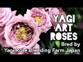 Japans most amazing art roses by yagi rose breeding farm from shizuoka  
