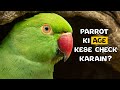 Ringneck Parrot ki Age Kaise Pata Kare? | How to Check Ringneck Parrot Age?