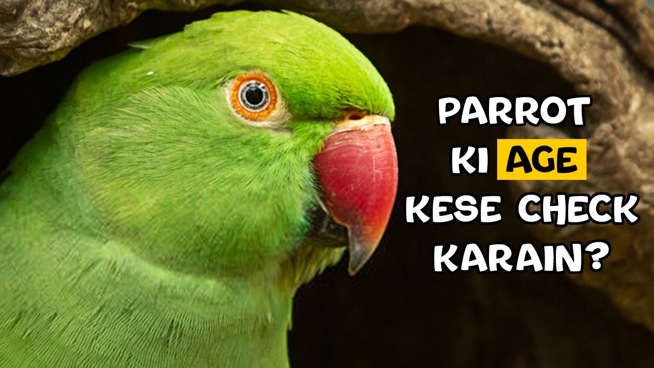 Introduction to Ringneck Parakeets - Birds'N'Ways
