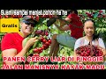 PERTAMA PANEN CERRY LIAR DI PINGGIR JALAN MANIS BANGET//SUAMI SAMPAI MANJAT POHONNYA .GRATIS LAGI