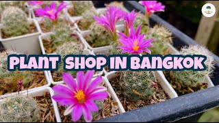 Plant Shop In Bangkok| Nursery Plants| Bangkok | Thailand by Indian Agri Farm 97 views 1 year ago 8 minutes, 17 seconds