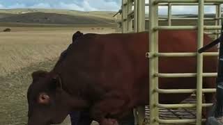 Mating Season Bull With Cows On The Farm Bonsmara