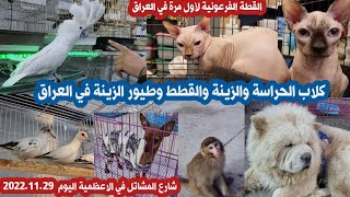 انخفاض اسعار الطيور في العراق وارتفاع اسعار بعض الحيوانات _ قطة فرعونية ب 15 ورقة 😍