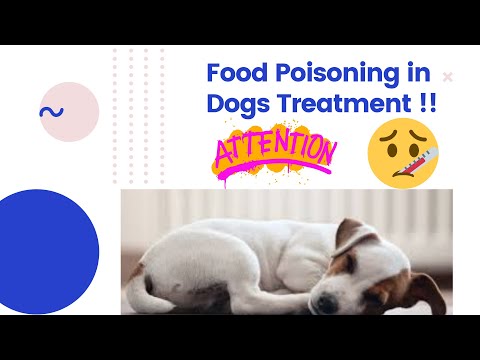 Video: Er vandbaseret maling giftig for hunde?
