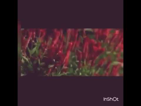 Babbu Maan Guitar Tune Kadd Pyar Ho Gya