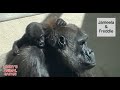 Baby gorilla  jameela may 8th           gorillas