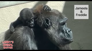 Baby Gorilla - Jameela May 8th           #gorillas