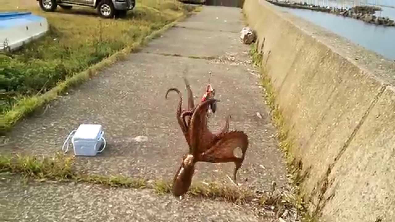 タコ って耳はあるの