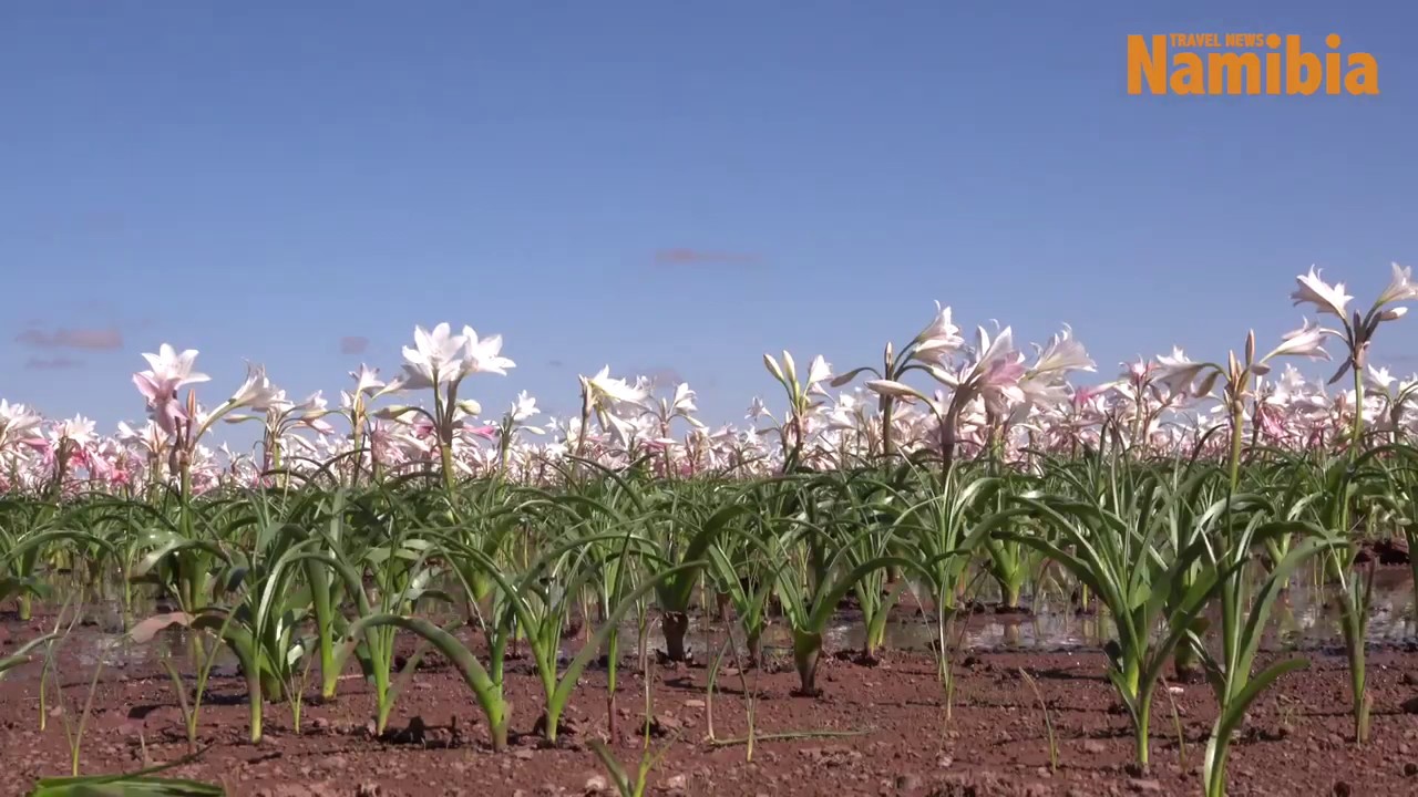 The Sandhof Lilies in bloom 🌸 YouTube