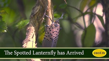 The Spotted Lanternfly has Arrived